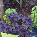 Purple and green plants grow from a rectangular, green container on the ground.