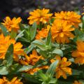 Orange blooms cover the top of a green plant.