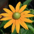 A single flower with yellow petals and a green center blooms above green foliage.