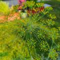 Small clusters of tiny flowers extend uniformly out from a wispy center stalk.