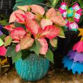  A pink and white poinsettia is surrounded by small, decorative Christmas trees.