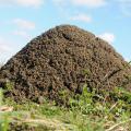 A closeup of a fire ant mound.