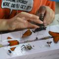 A closeup of an insect being applied to a display board.