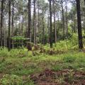 Pine trees grow in the forest.