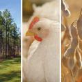 Panels display timber, chickens and soybeans.