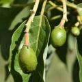 Smooth, green avocado fruit hang down on single stems.