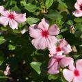 Pink flowers bloom on a green plant