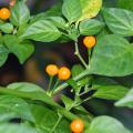 Round, yellow and green peppers grow on a bush.