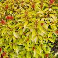 A bright-yellow bush has red flowers stalks.