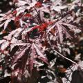 Large, spiky, purple leaves fill the frame.