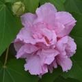 A single pink bloom is surrounded by green leaves.