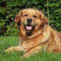 A golden retriever lies on the grass.