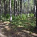 Sunlight trickles through a stand of timber.