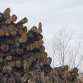 A stack of logs.