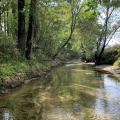 Creek with trees on the left providing shade and a steep bank on the right.