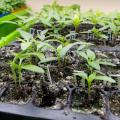 Tiny plants grow in black trays.