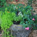 Small white, blue and pink flowers bloom from a container.