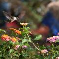 A single hummingbird drinks from a flower.