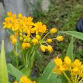 Yellow flowers bloom atop grassy plants.