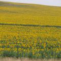 A field is covered with blooming sunflowers.