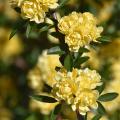 Ruffled yellow flowers bloom on a branch.