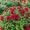 Red blooms and buds cover a plant.