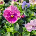 Pastel flowers bloom on green foliage