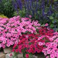 Masses of pink flowers border a flower bed.