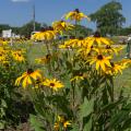 Close up of black-eyed Susans