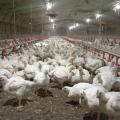 Chickens feed inside of a pullet barn.