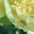 Two green insects rest inside a plant bloom.