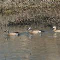 Three bright, colorful ducks in a pond.