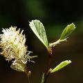 A bottlebrush-shaped flower and leaves are shown close-up.