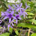 Light-purple blooms on a vine have dark-purple centers.