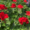 A cluster of red blooms is surrounded by green leaves.