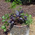 Green and purple herbs grow in a garden container.