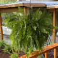 A fern hangs in a basket.