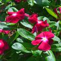 Dark pink flowers cover green plants.