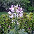 A delicate, threadlike flower is white and light pink.