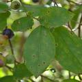 Green leaves are scattered with black spots.