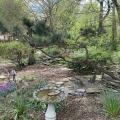 A black pine tree grows at an angle in a garden with a birdbath and purple blooms.