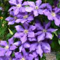 Large, purple flowers cover a vine.