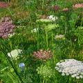 Delicate flower heads bloom in white and purple.