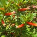 Tiny red flowers are tubular shaped.