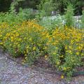 A patch of yellow flowers blooms in a garden.