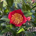 A red flower has a bright yellow center.