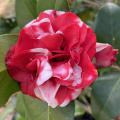 A large bloom is red and white.