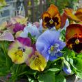 A container is filled with multi-colored blooms.