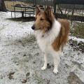 Collie dog stands in the snow.