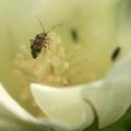 A small bug sits inside a white cotton flower.